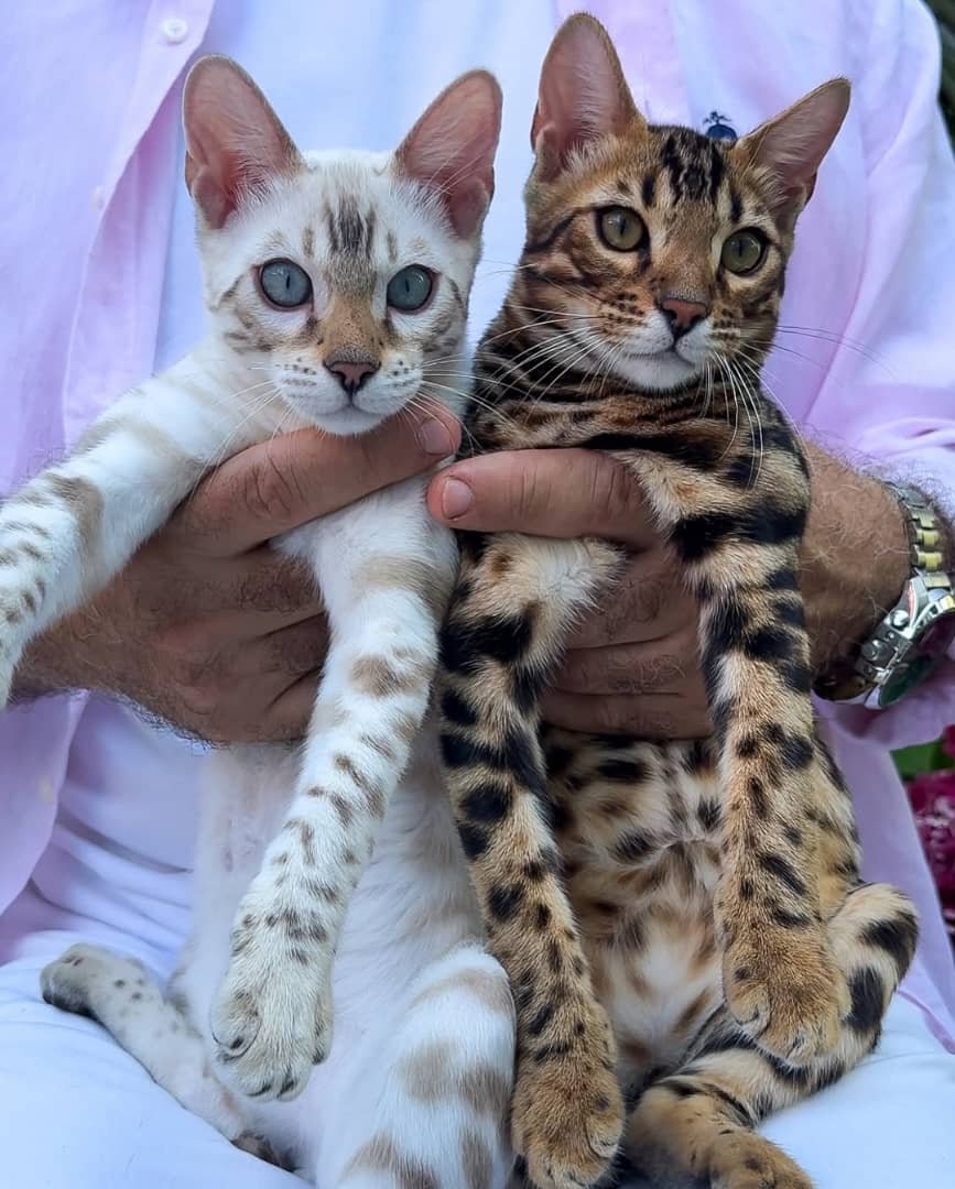 Bengal cat at The Gentle Giants Cattery