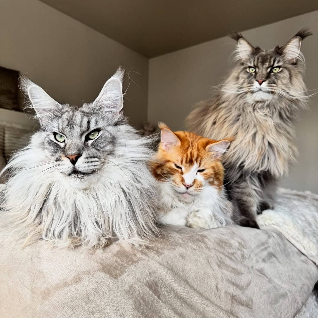Maine Coon cat at The Gentle Giants Cattery