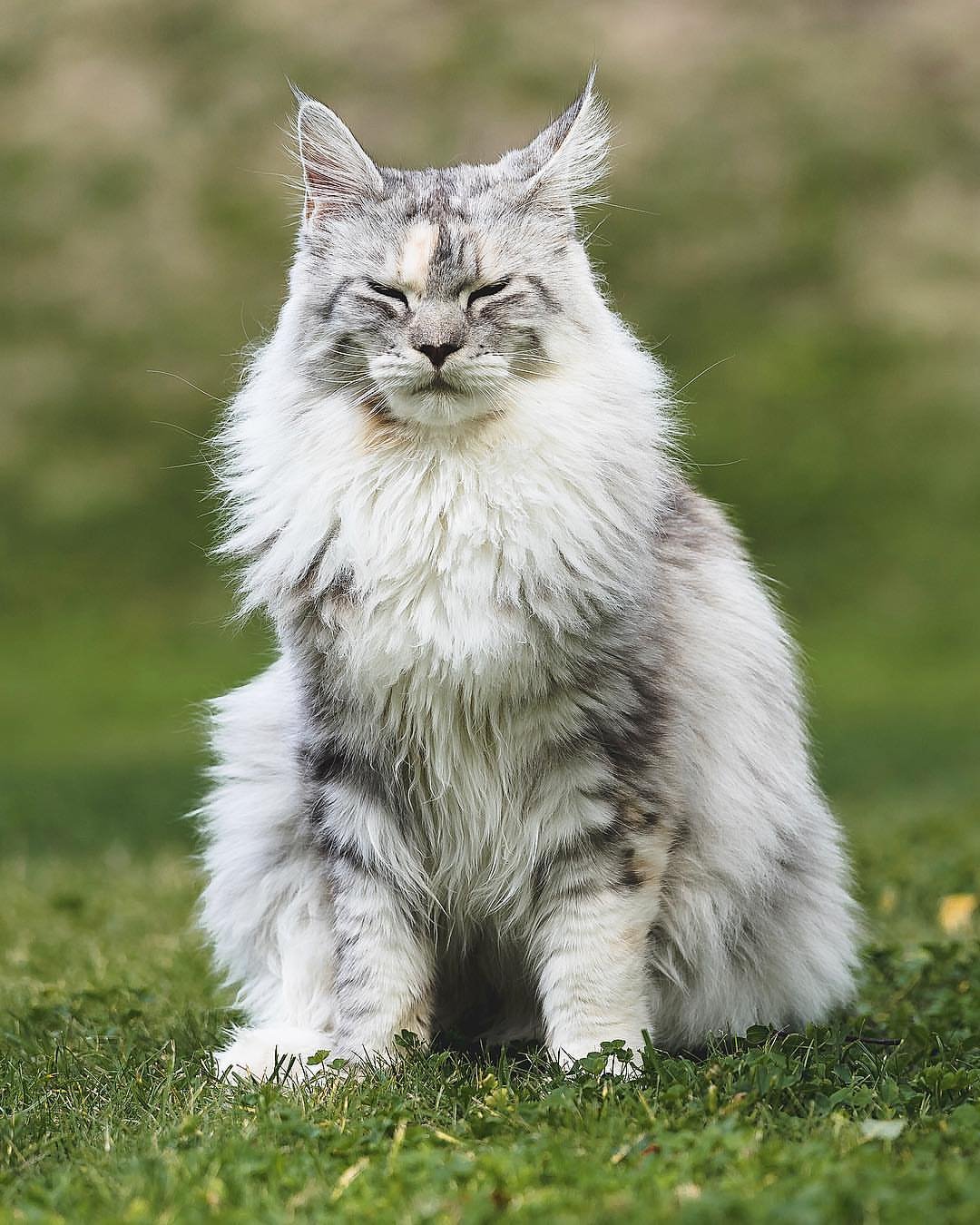 Maine Coon