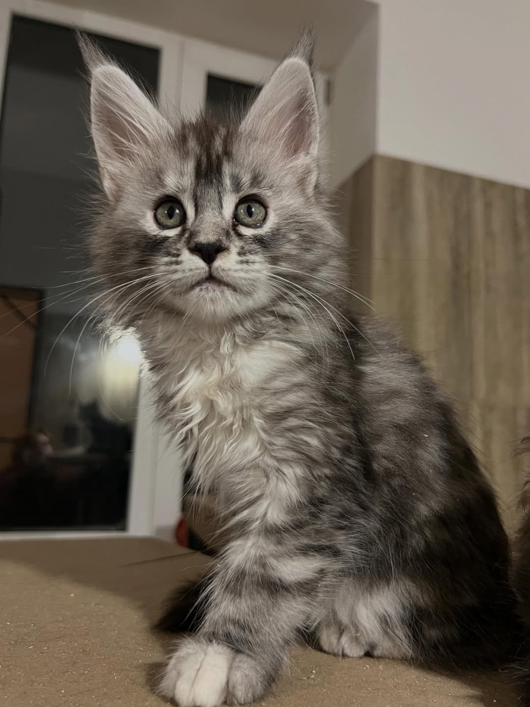 Tinky - Maine Coon Kitten