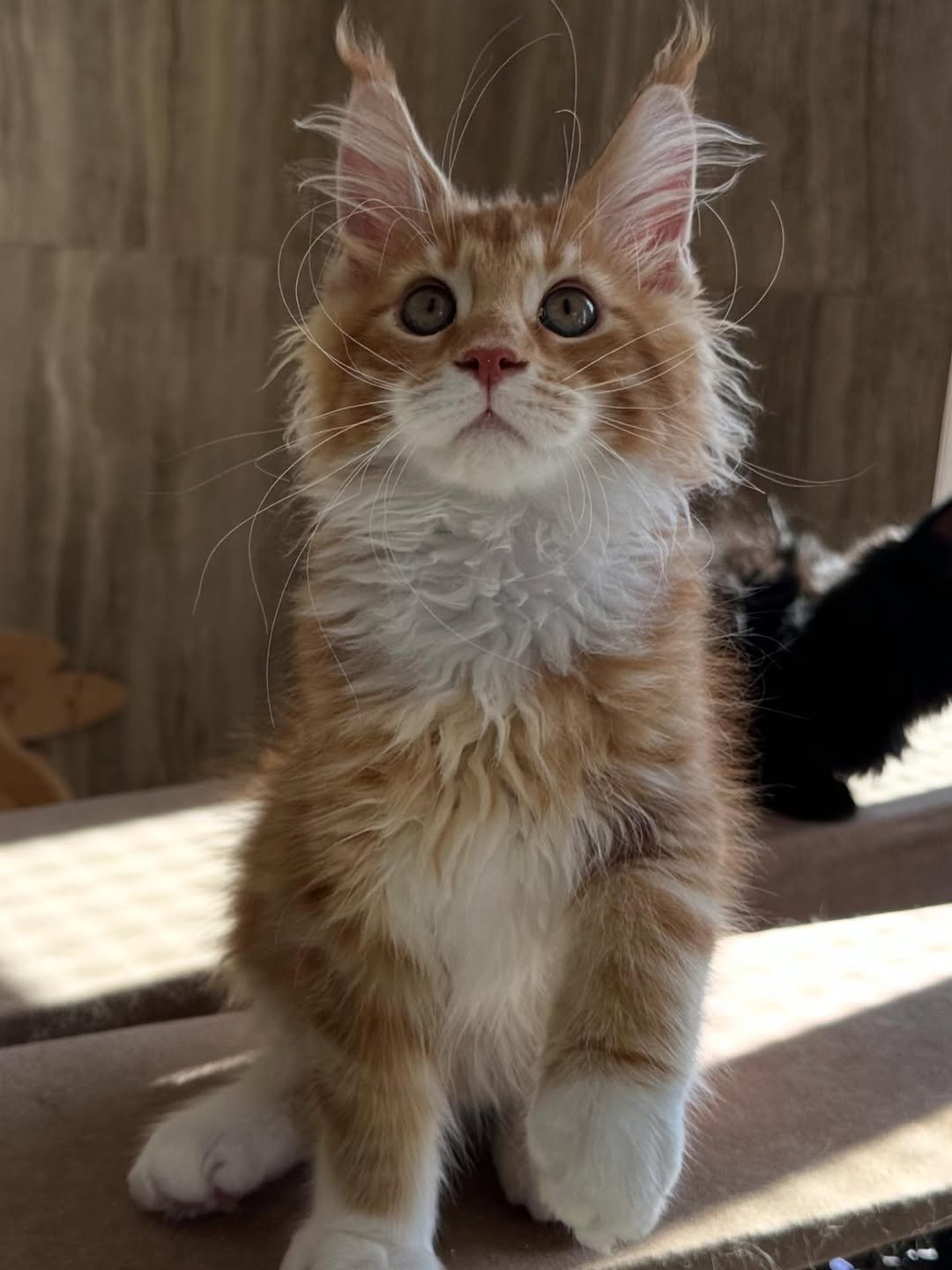 Lion - Maine Coon Kitten
