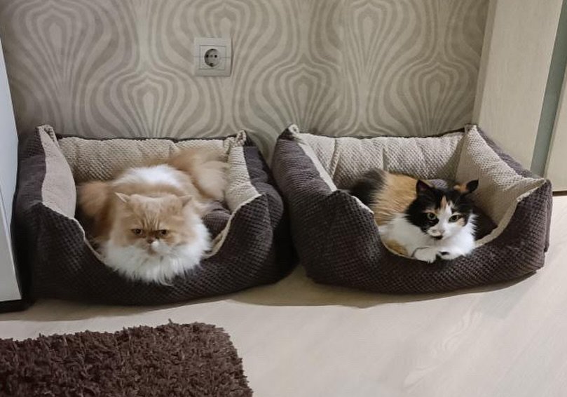 A stylish, durable and incredibly warm sunbed for your tails🐶🐱 Suitable for both cats and dogs and will be a great addition to any interior! The pillow is double-sided and removable – Cat Home
