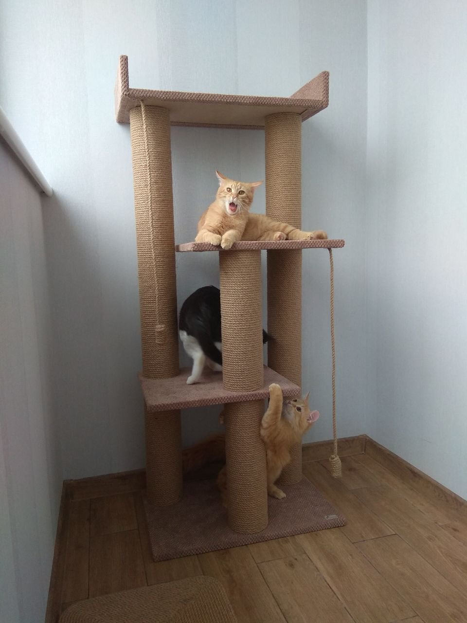 complex 😉.  It is perfect for one, two or three pets 😺😺😺  It has a lot of space for sharpening claws, games and several toys for active entertainment 😉  Total height 145 cm, base 60*40 cm, shelves 45*40 cm, sunbed 60*30 cm.  Upholstery colors in assortmen – Cat Home