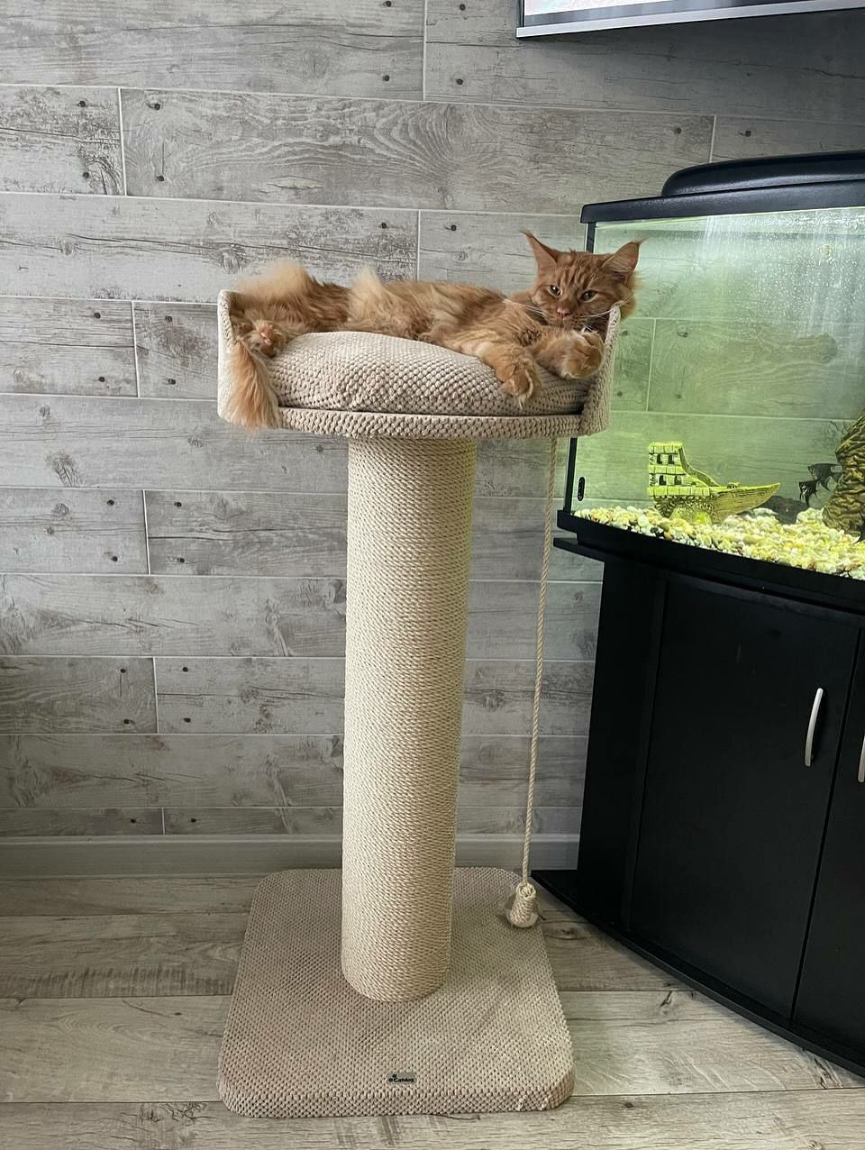 The Bonya GIANT claw with a height of 100 cm and a column diameter of 17.5 cm is suitable for large cats up to 12-14 kg – Cat Home