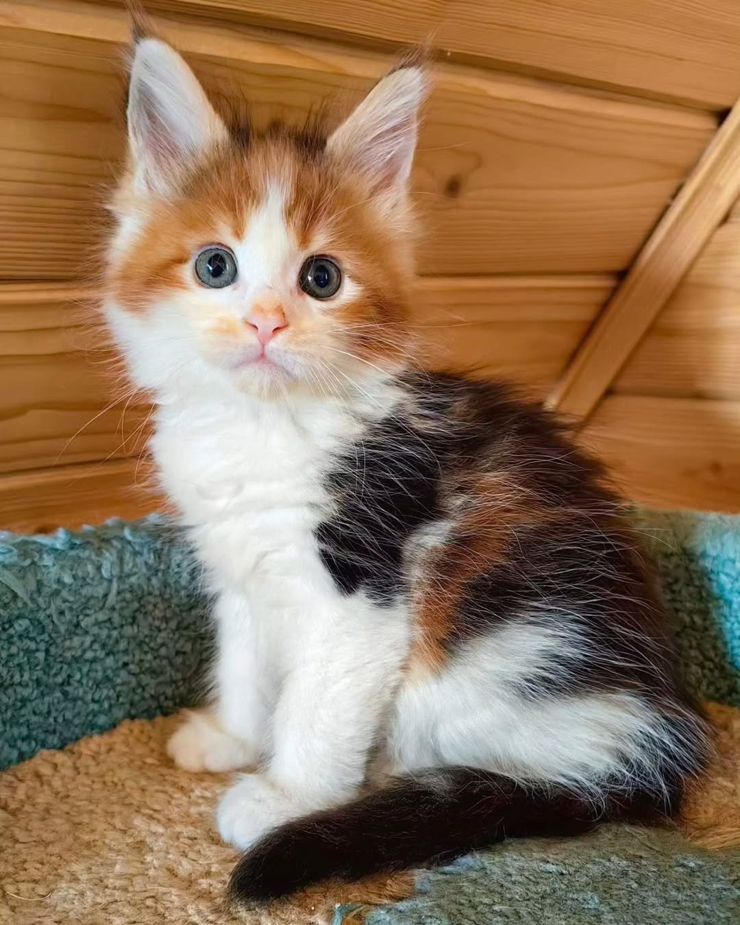 Prima - Maine Coon Kitten