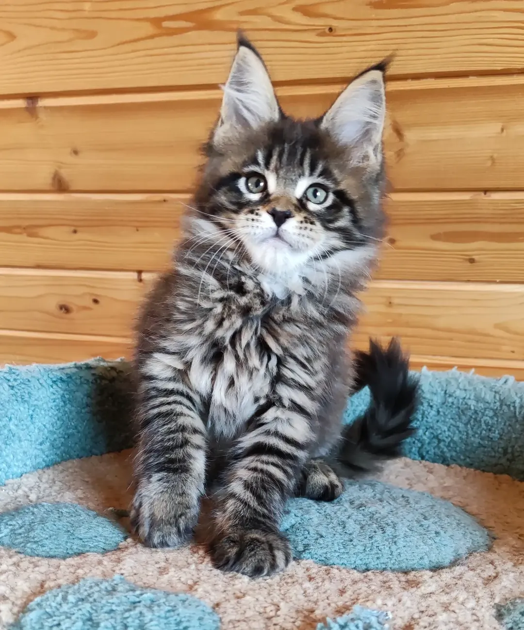 Jack - Maine Coon Kitten