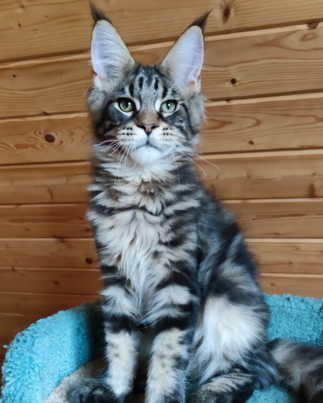 Joris - Maine Coon Kitten