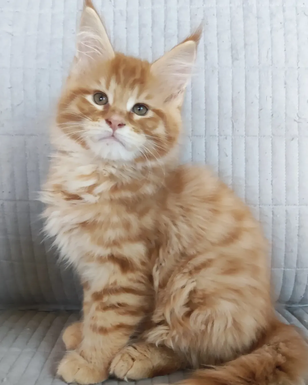 Jones - Maine Coon Kitten