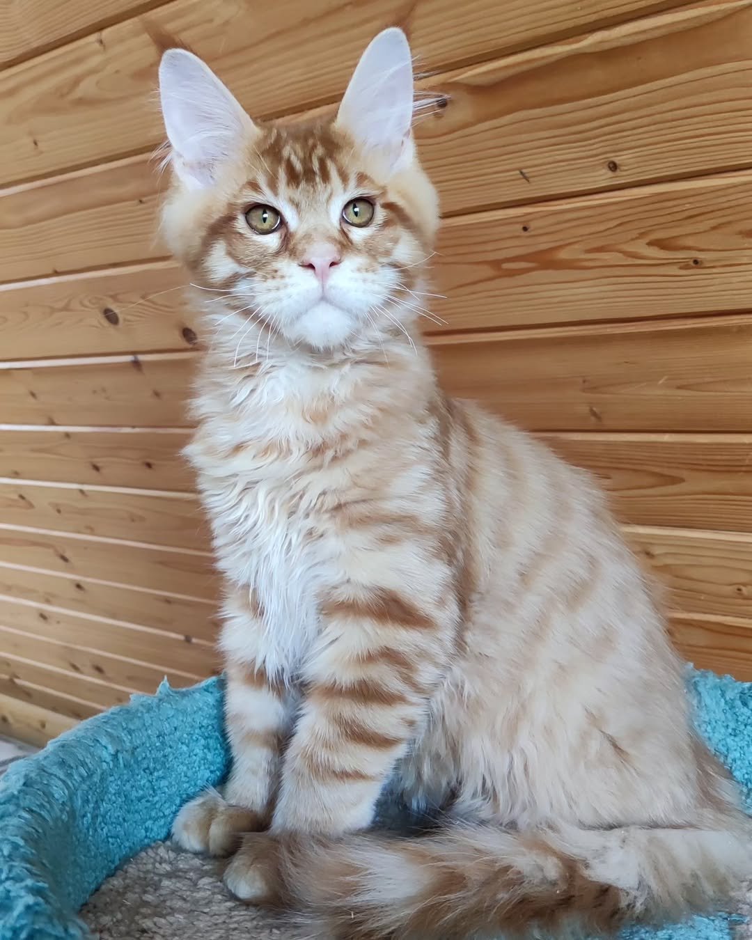 Ned - Maine Coon Kitten
