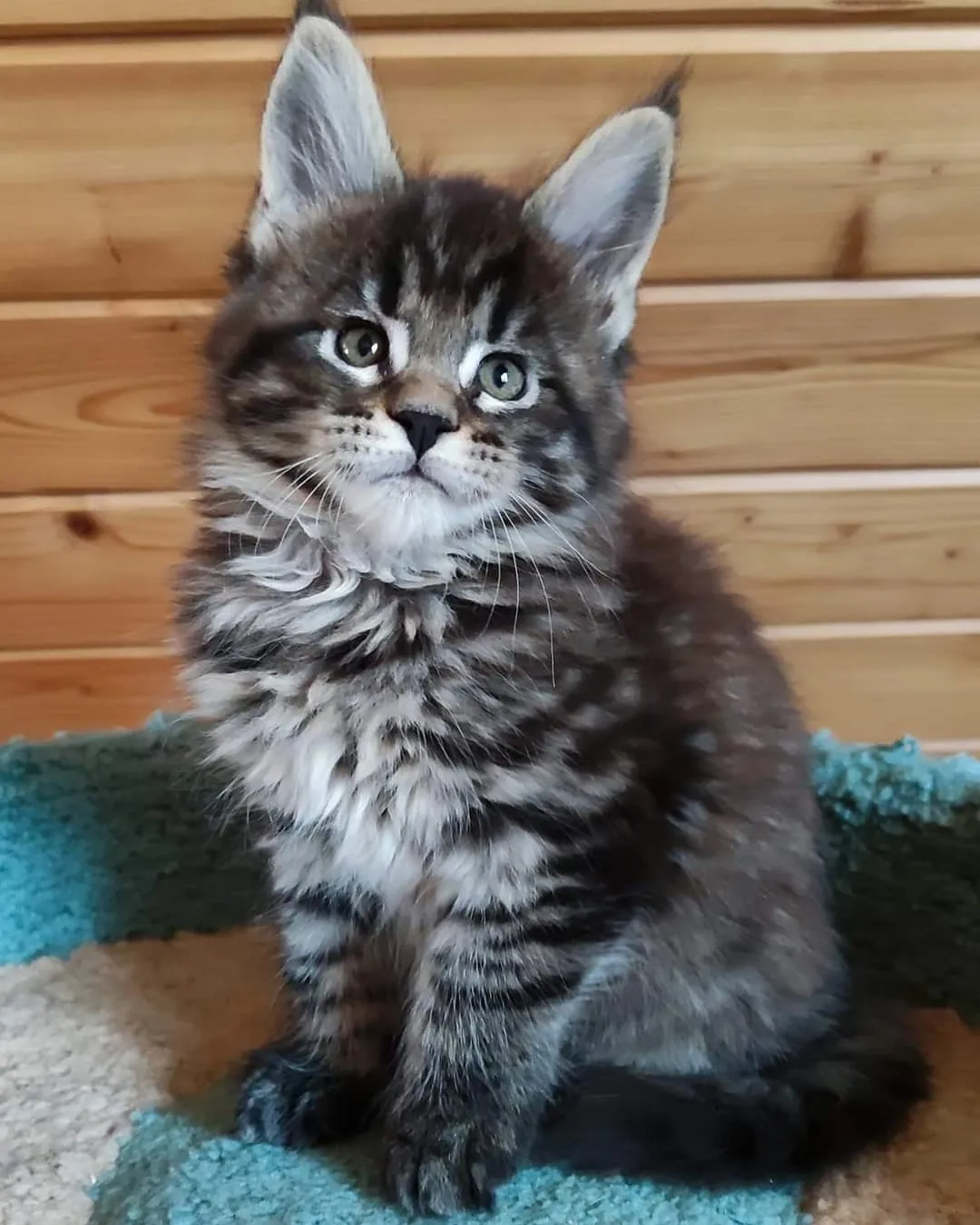 Kiara - Maine Coon Kitten