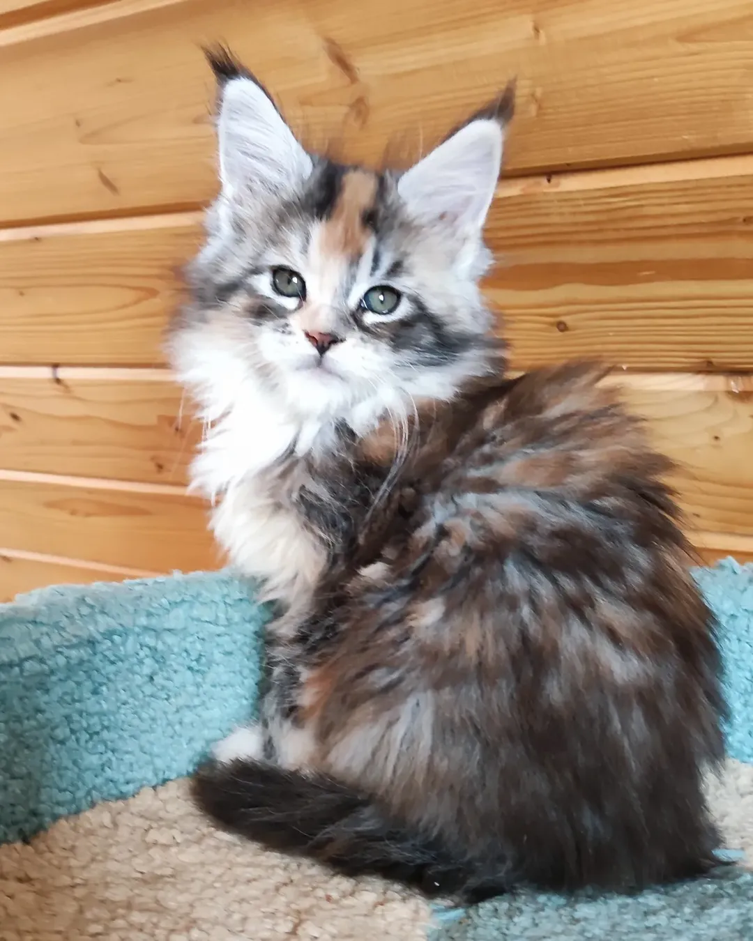 Liea - Maine Coon Kitten