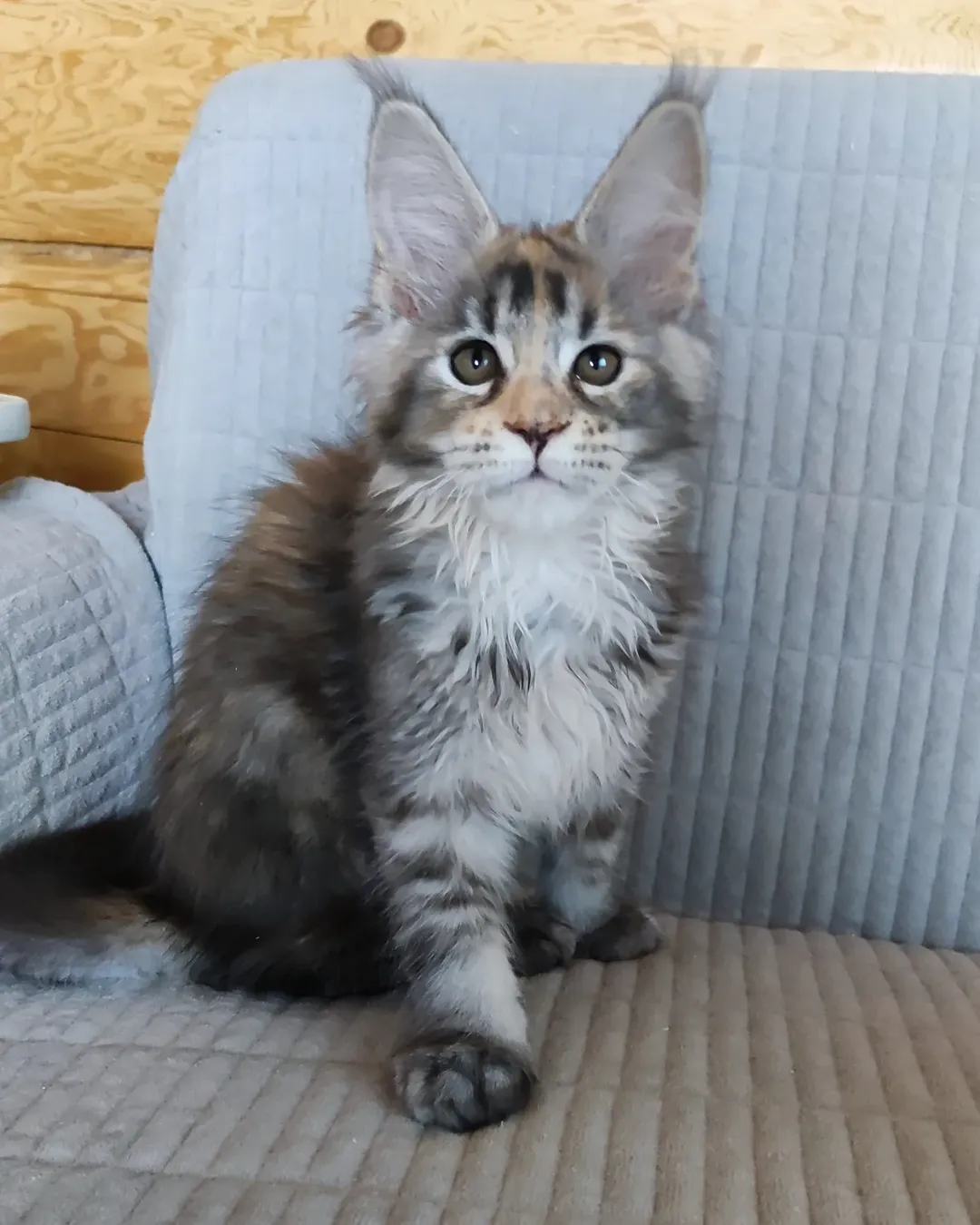 Jenna - Maine Coon Kitten