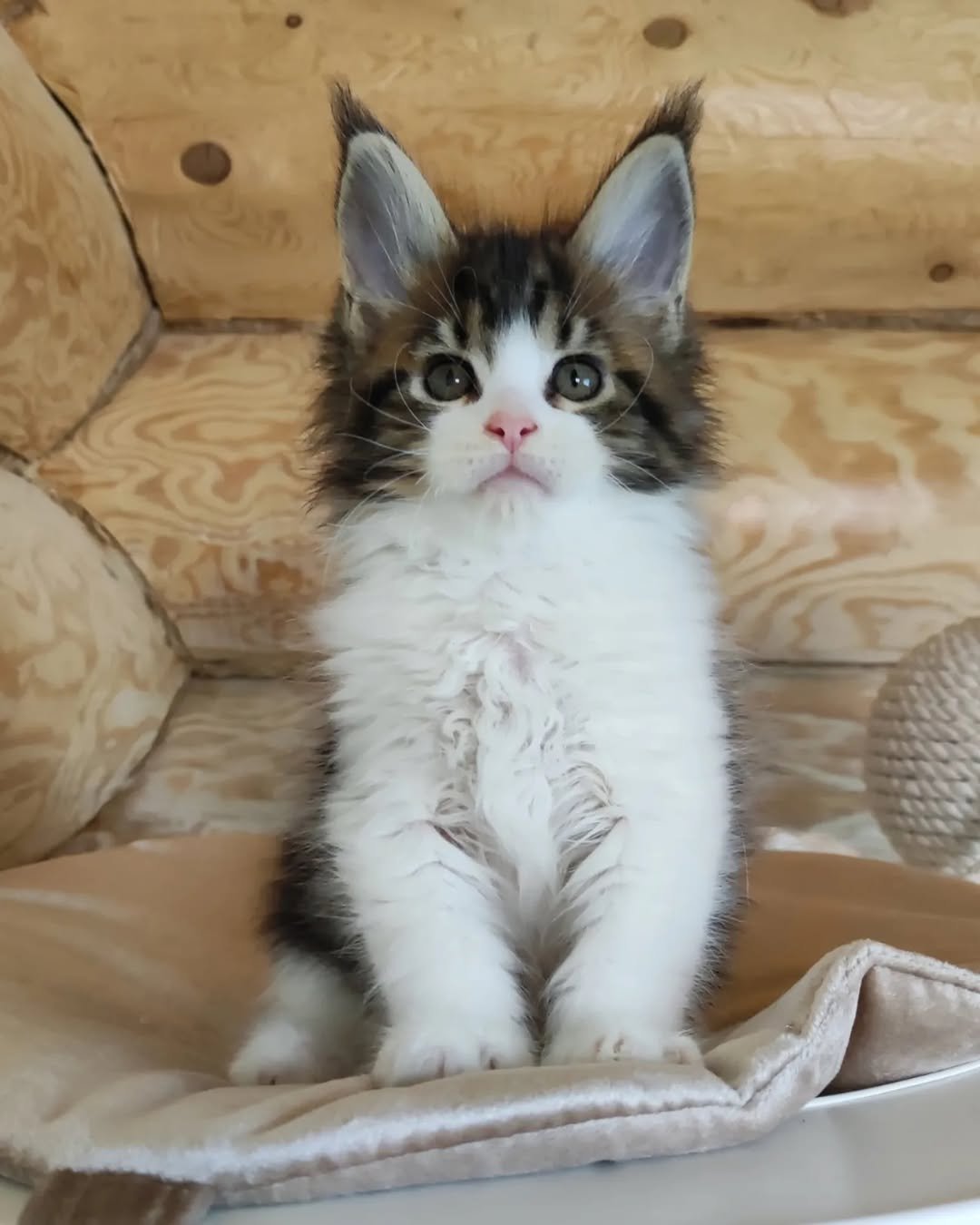 Rita - Maine Coon Kitten