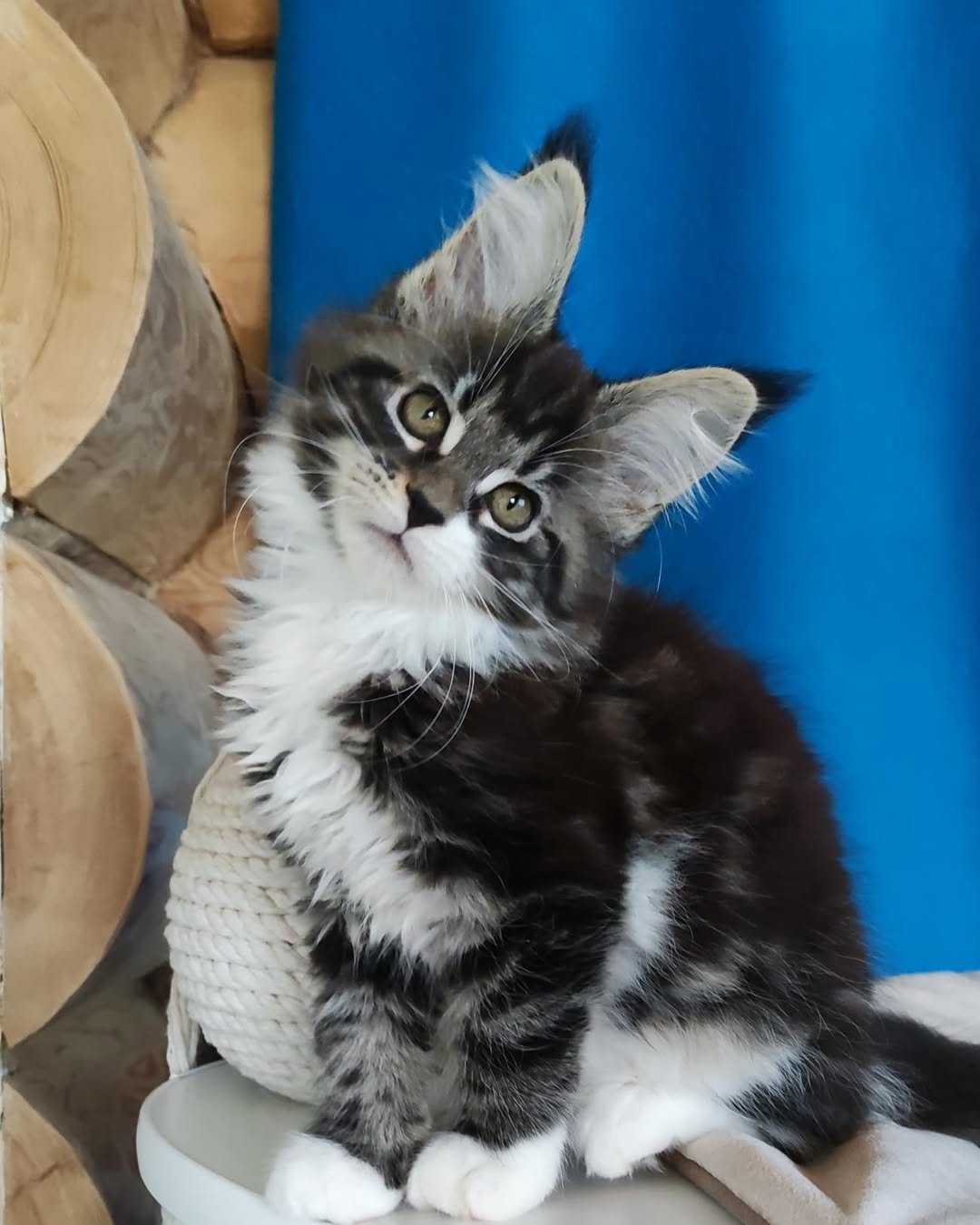 Lint - Maine Coon Kitten