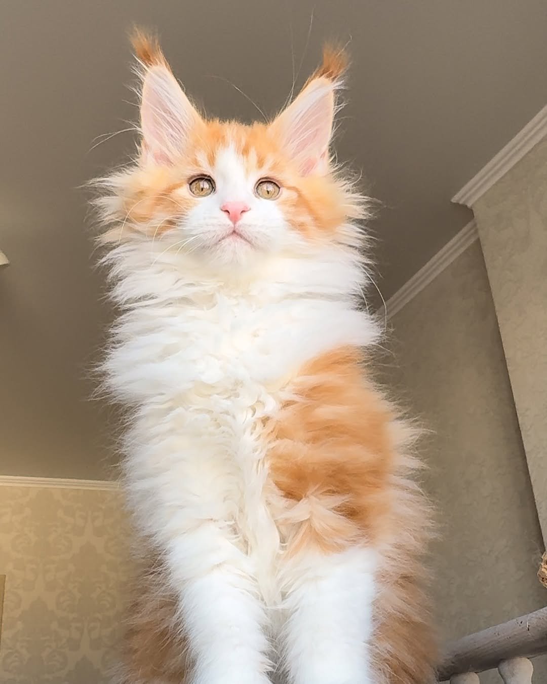 Nira - Maine Coon Kitten