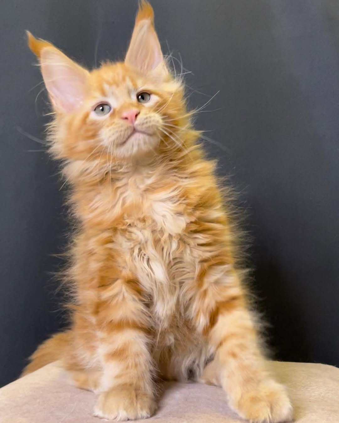 Math - Maine Coon Kitten