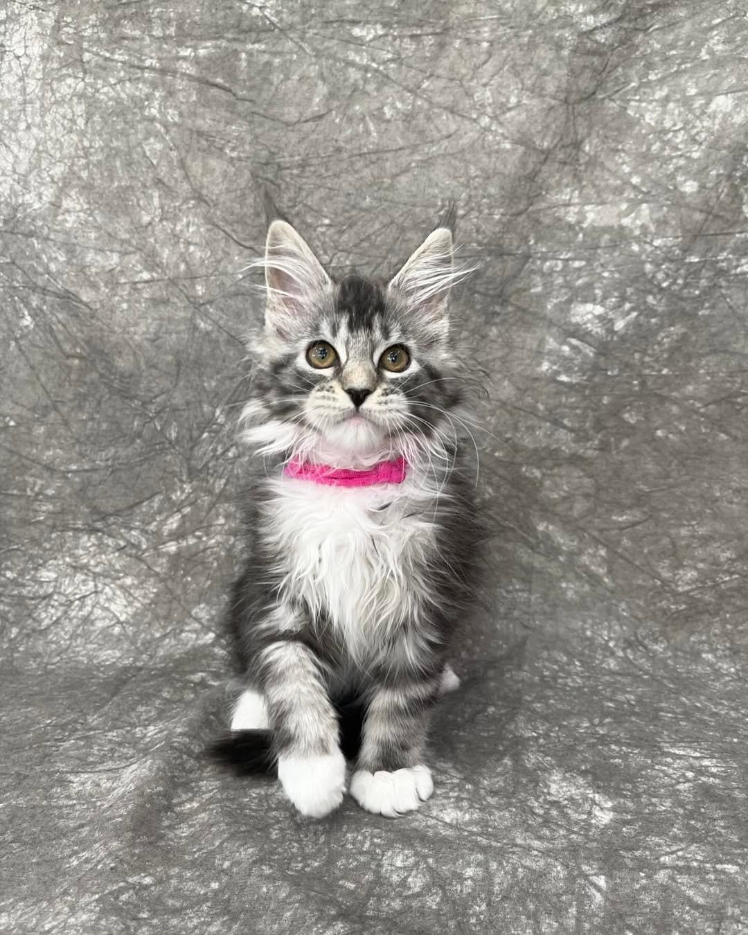 Lizz - Maine Coon Kitten