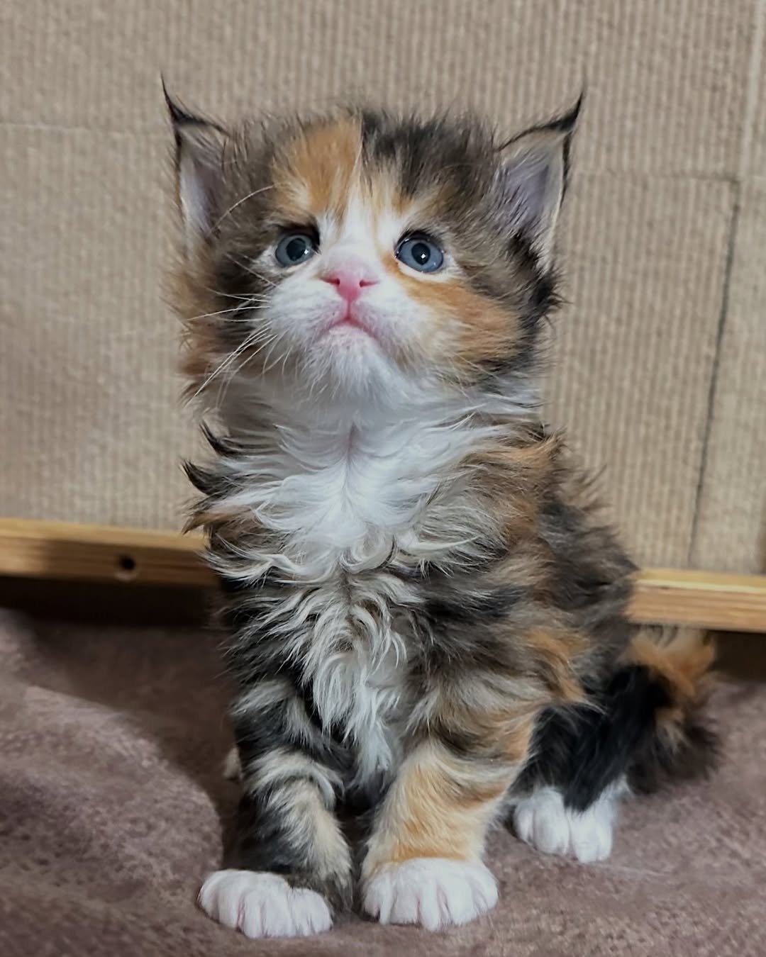 Megan - Maine Coon Kitten