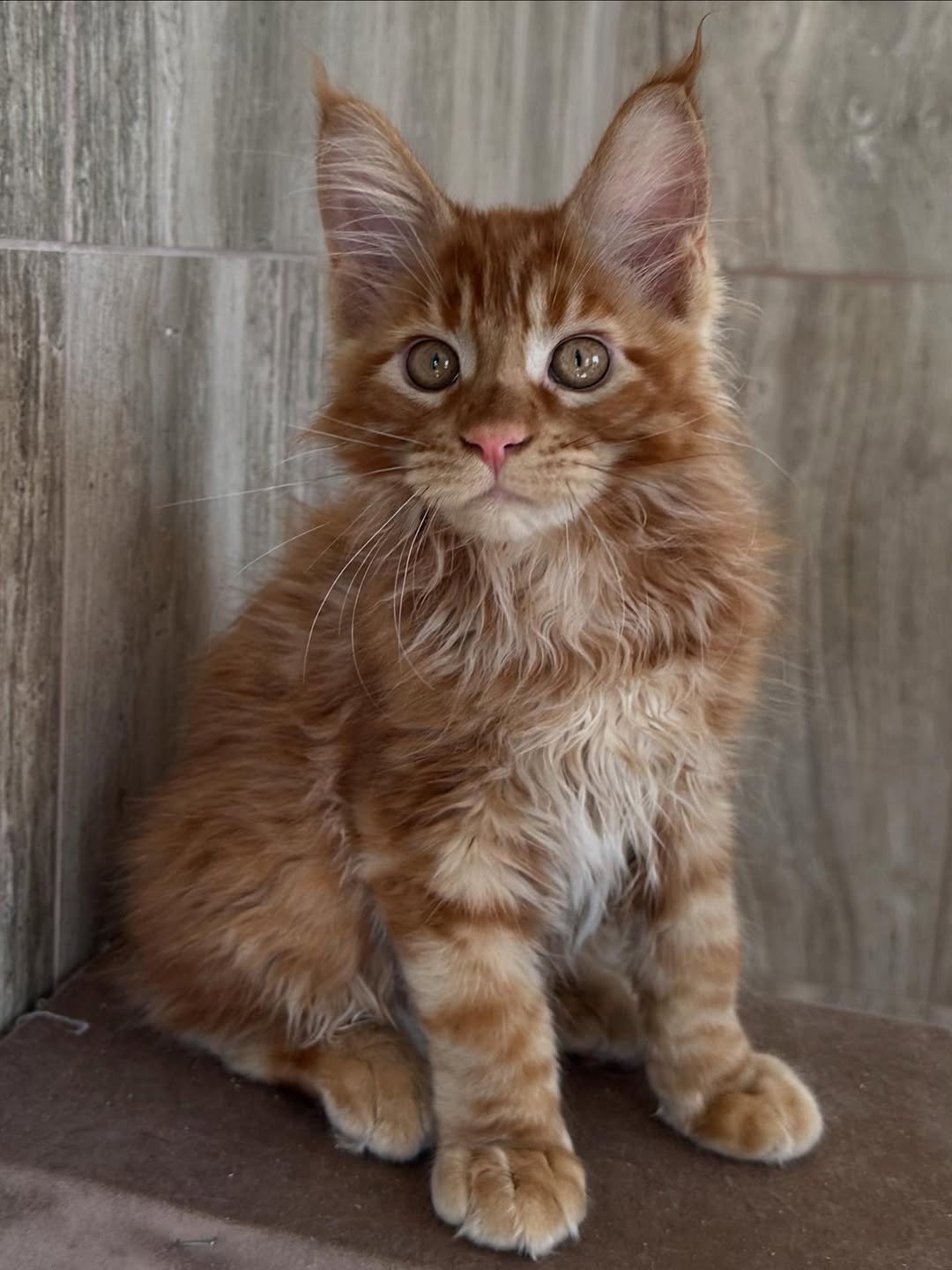 Oscar - Maine Coon Kitten