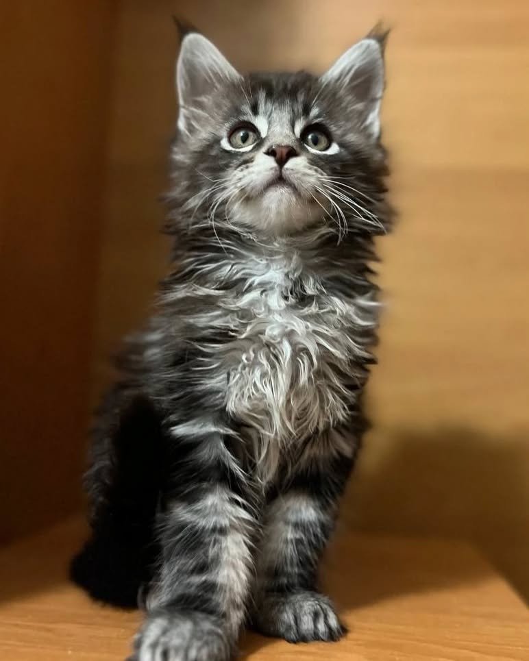 Sami - Maine Coon Kitten
