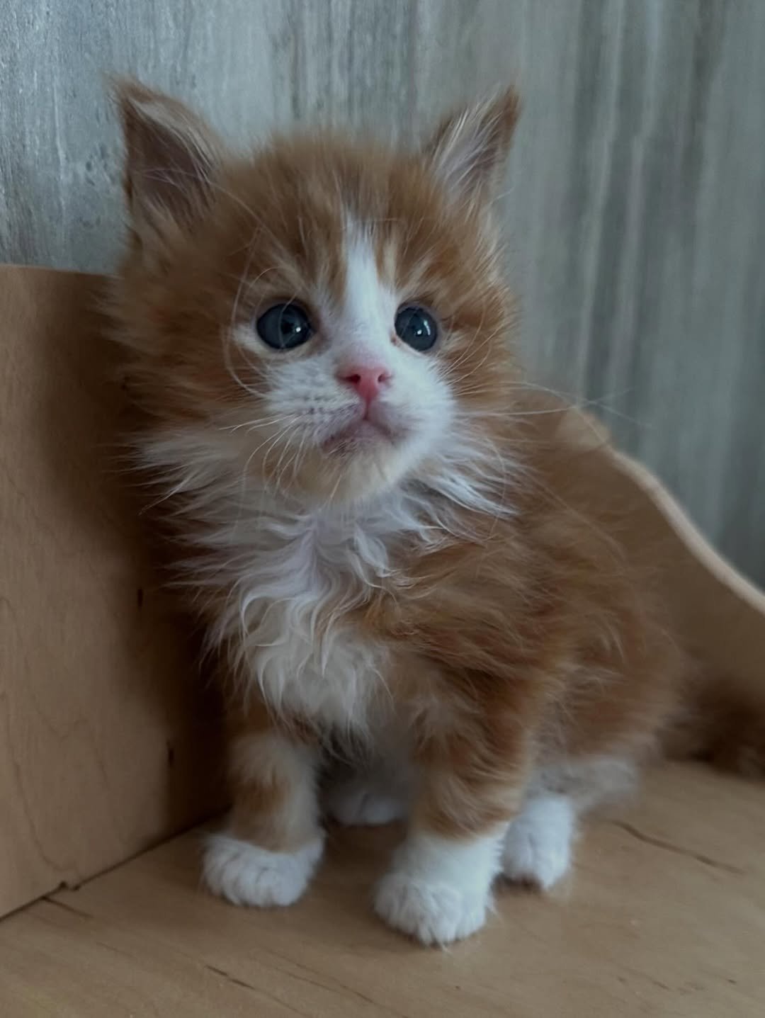 Lola - Maine Coon Kitten