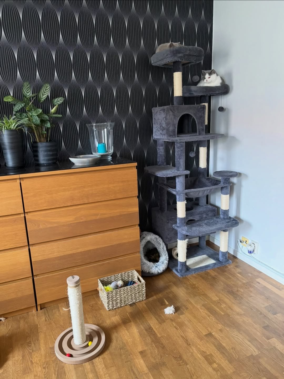 Best friends, always close at heart 🩶🤍 — even in their dreams 💤 Iris, already curled up in her own little dream world ☁️ Diana, watching over everything before she drifts off… – Cat Home