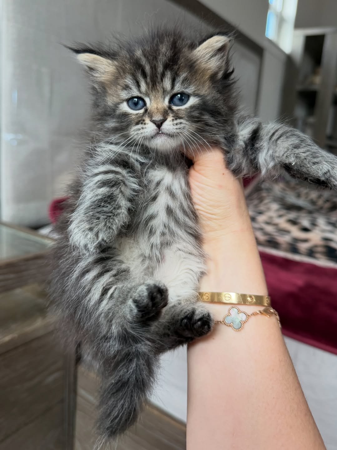 Lex - Maine Coon Kitten