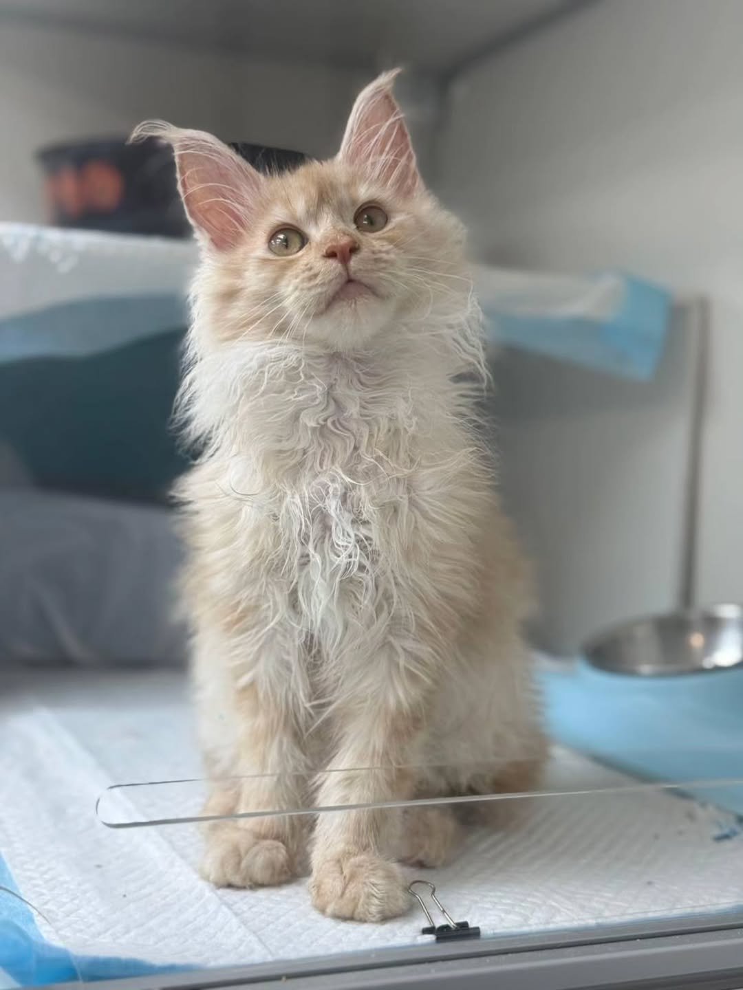 Banks - Maine Coon Kitten