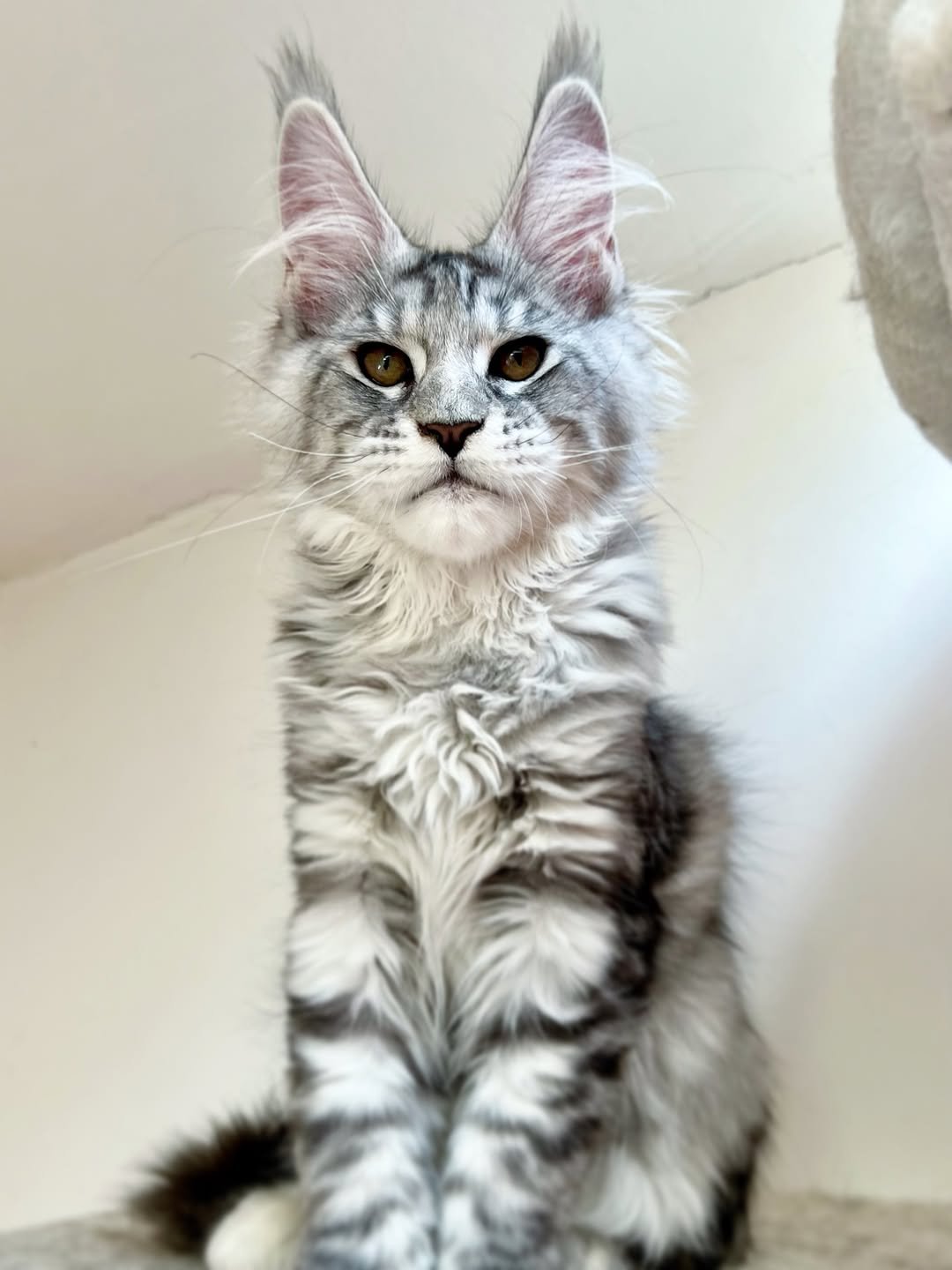 Milky - Maine Coon Kitten