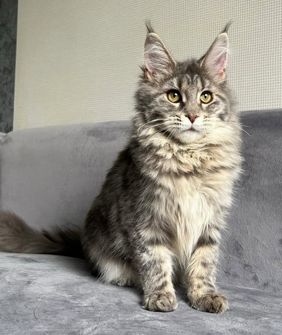 Lisa - Maine Coon Kitten