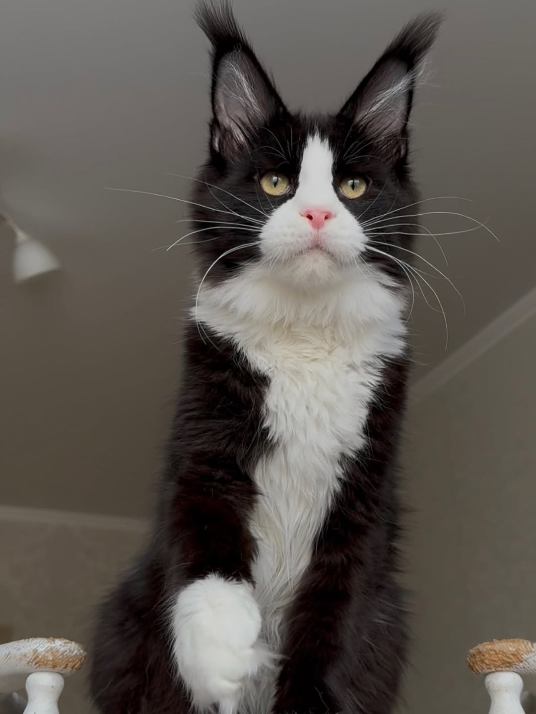 Zig - Maine Coon Kitten