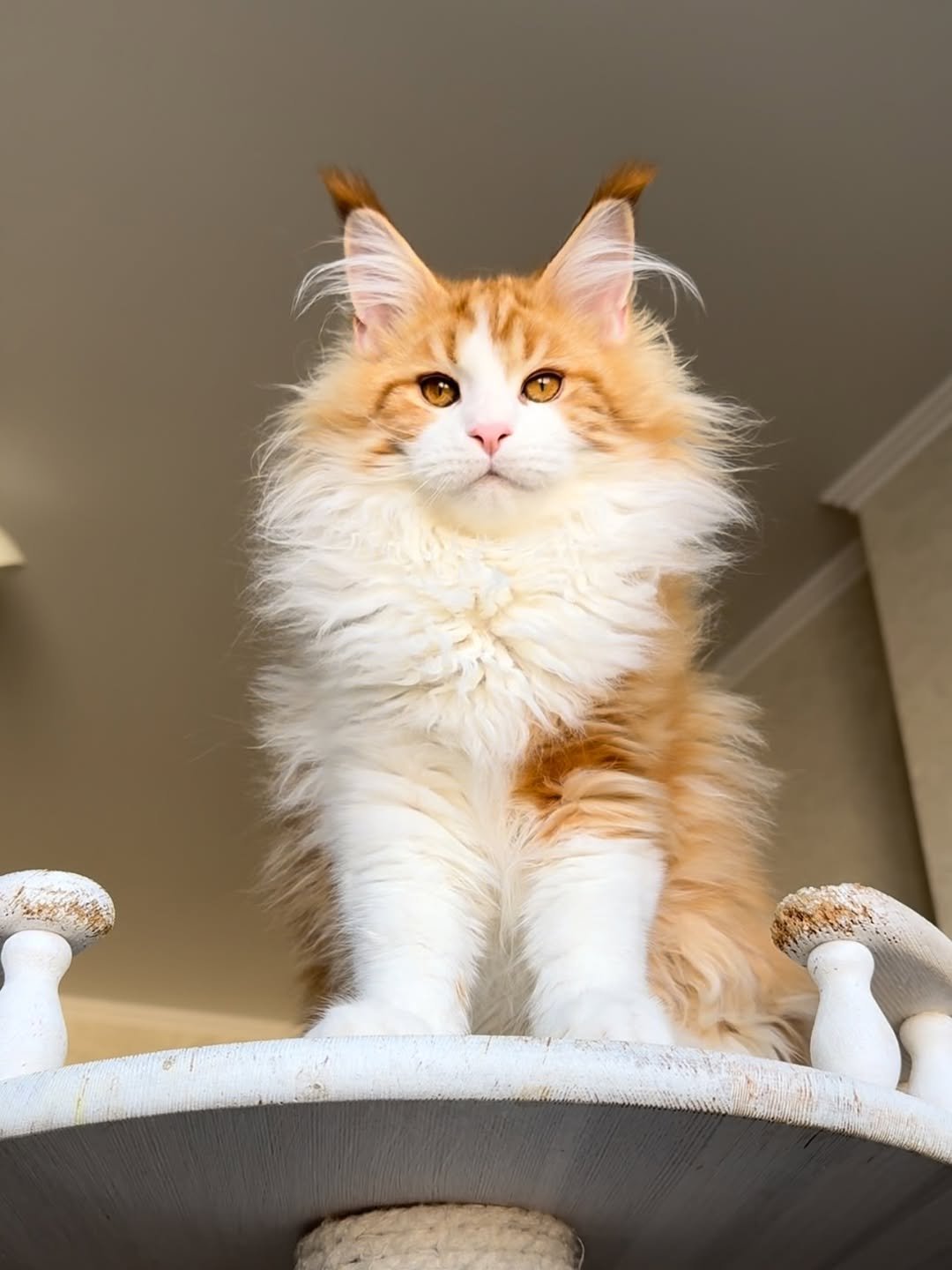 Linda - Maine Coon Kitten