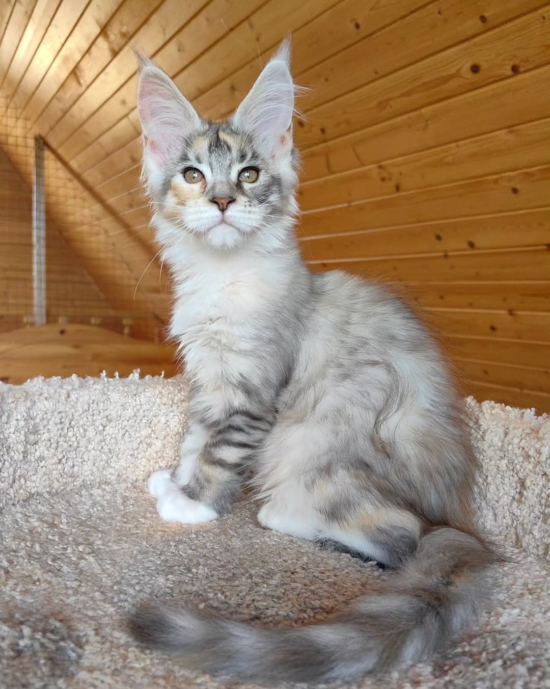 Hunt - Maine Coon Kitten