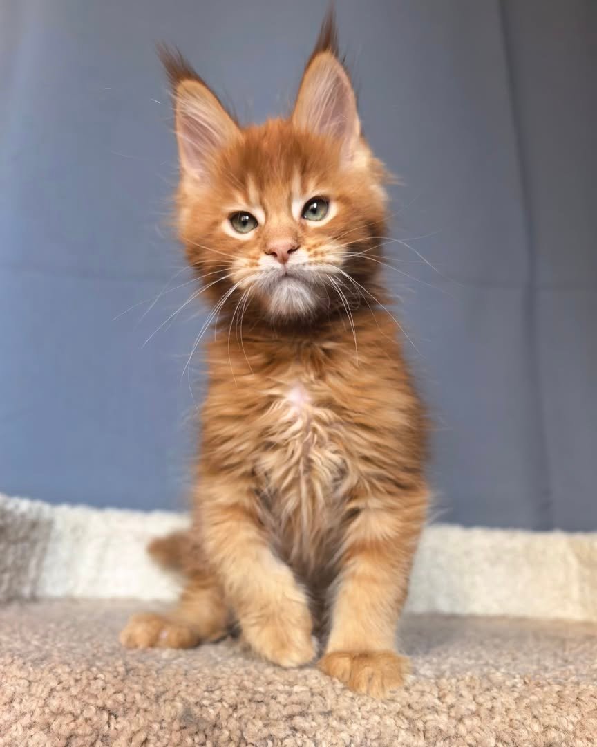 Adam - Maine Coon Kitten