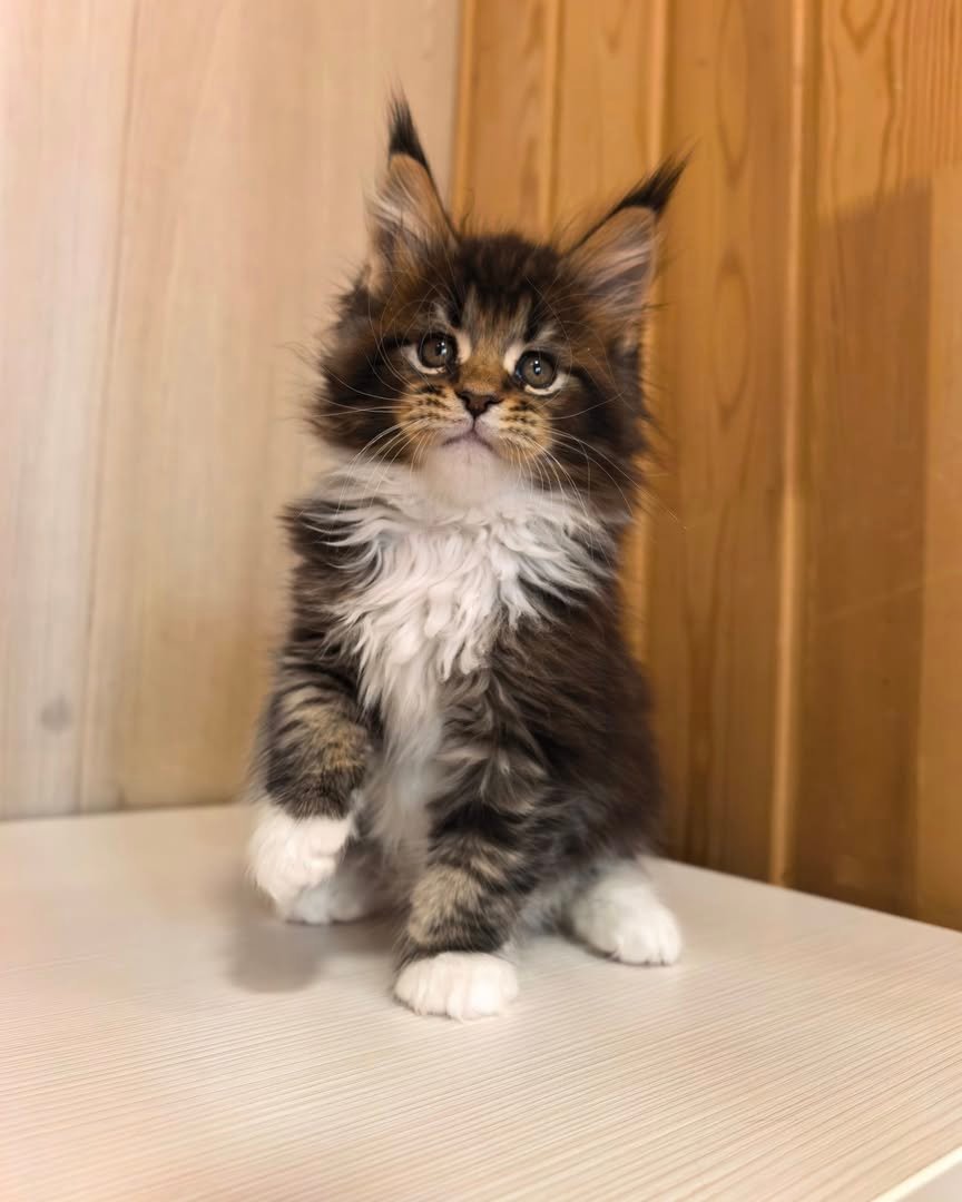 Raff - Maine Coon Kitten