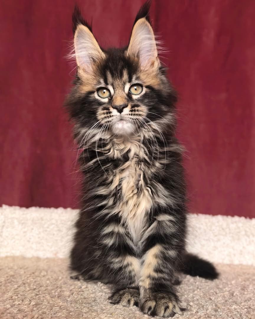 Star - Maine Coon Kitten
