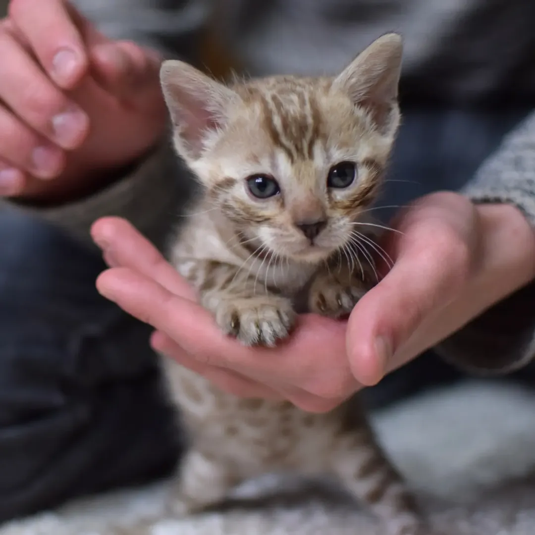 Luna - Bengal Kitten