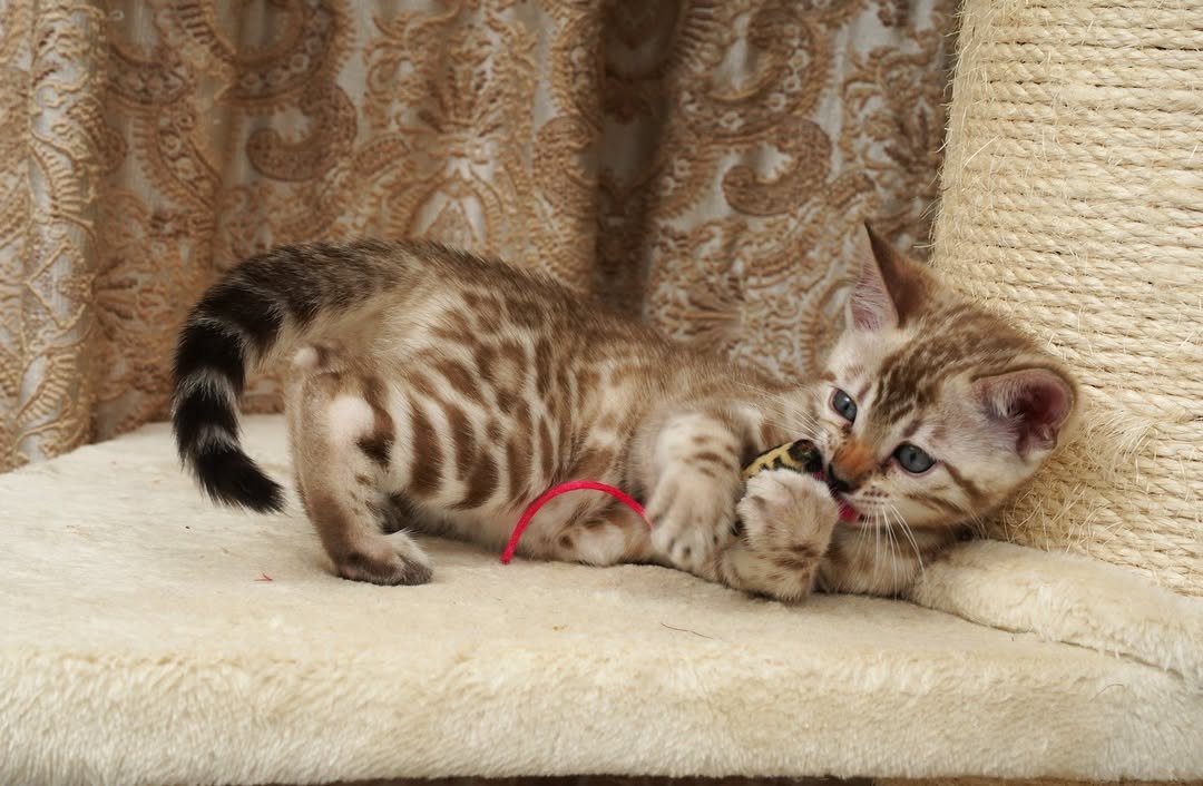 Atlas - Bengal Kitten