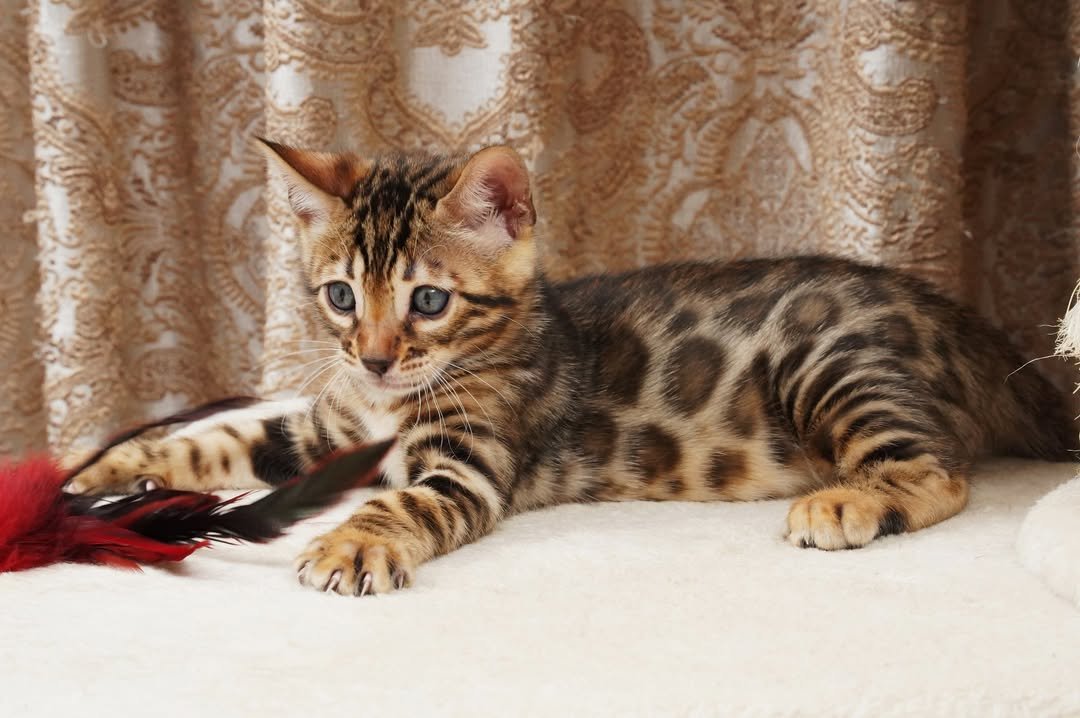 Zara - Bengal Kitten