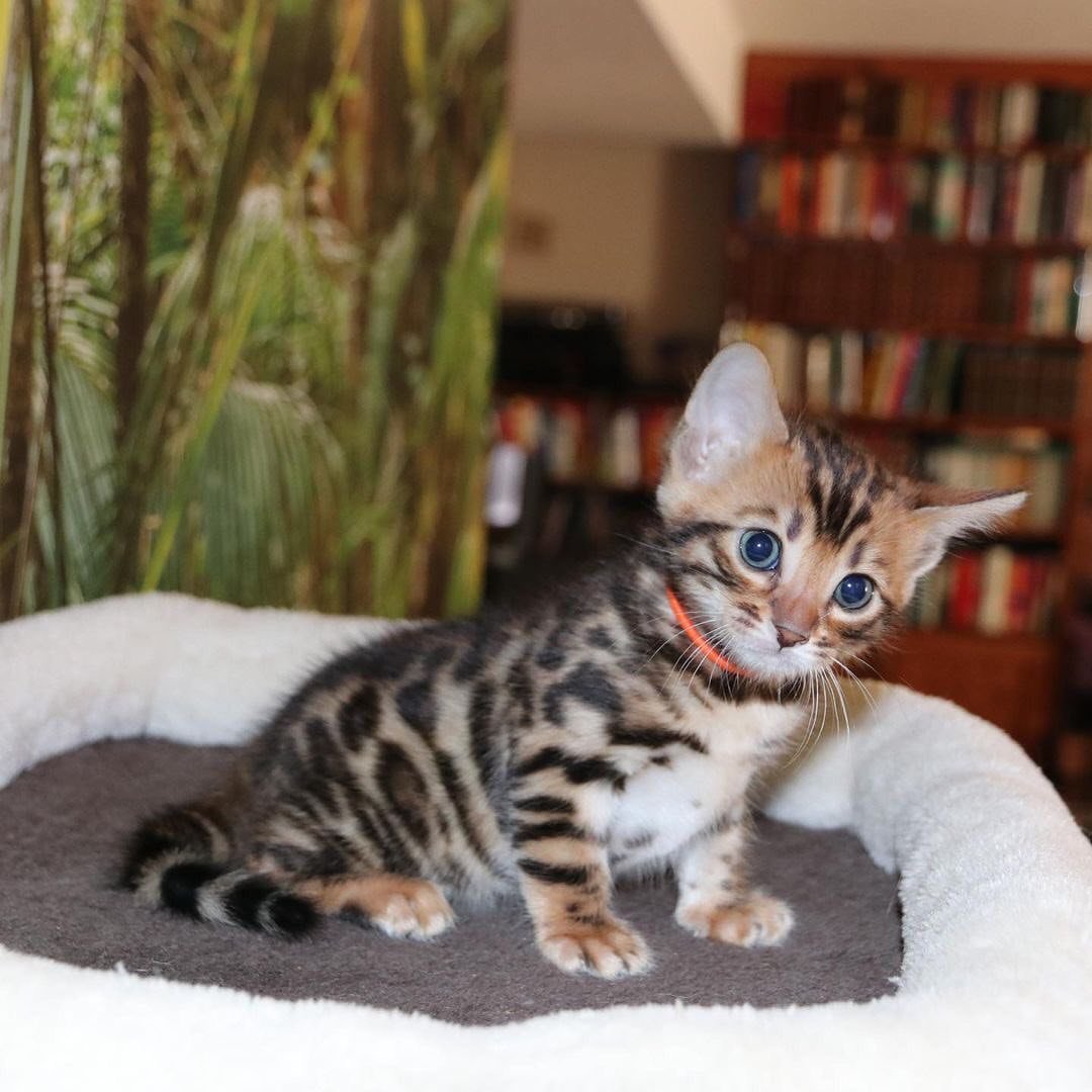 Blaze - Bengal Kitten