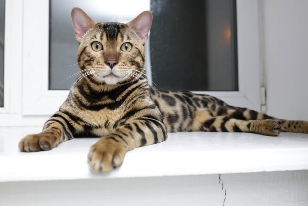 Cleo - Bengal Kitten