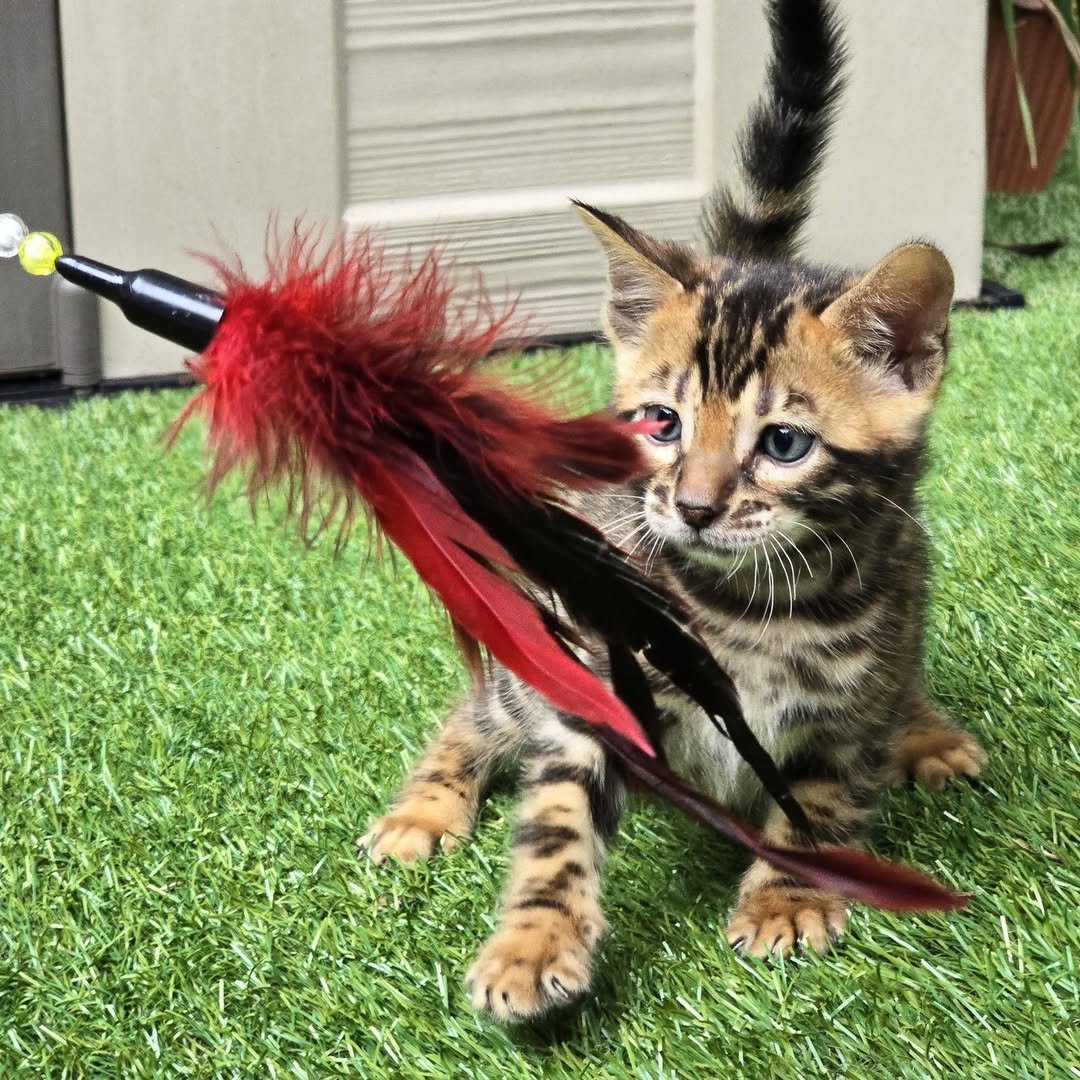 Remy - Bengal Kitten
