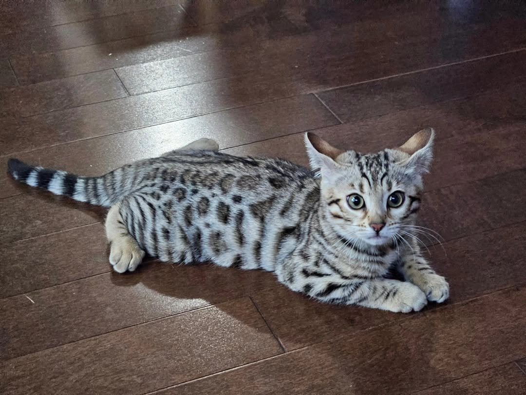 Kima - Bengal Kitten