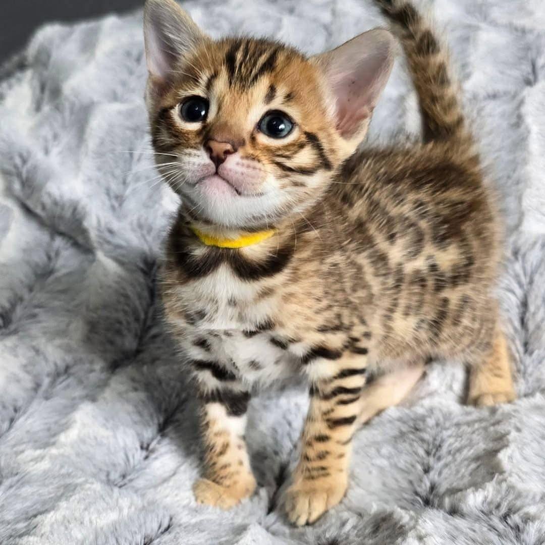 Meti - Bengal Kitten