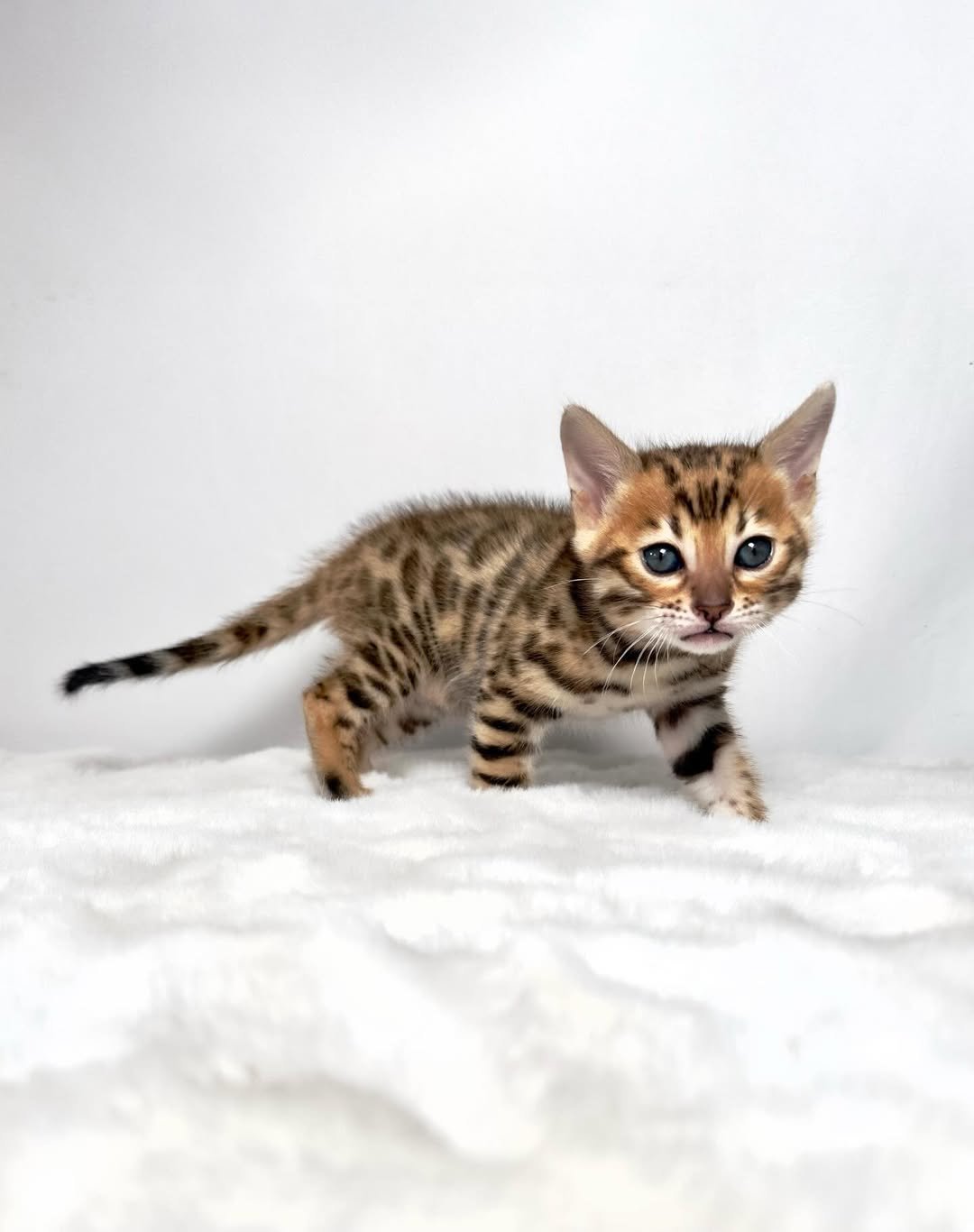 Gia - Bengal Kitten