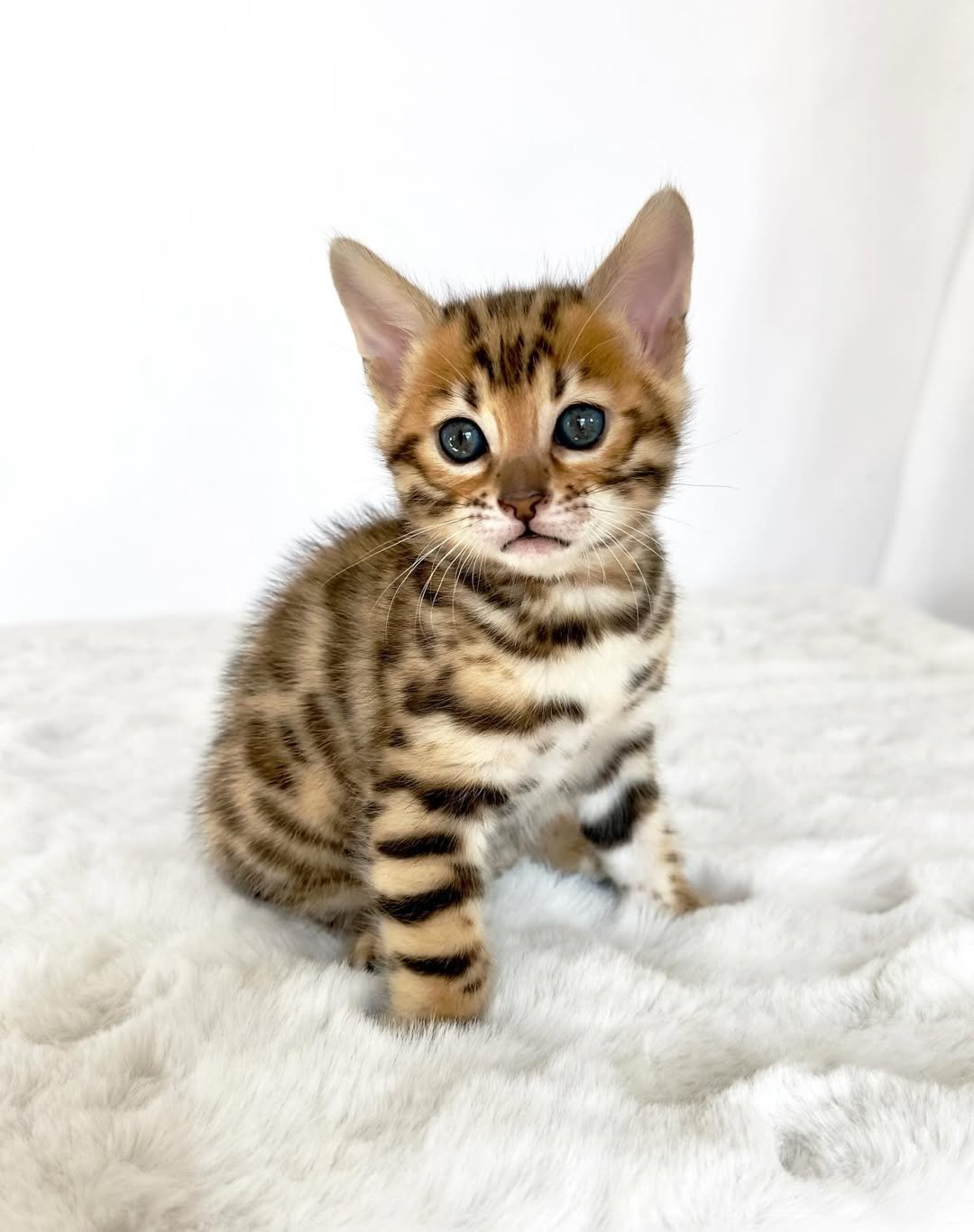 Dora - Bengal Kitten