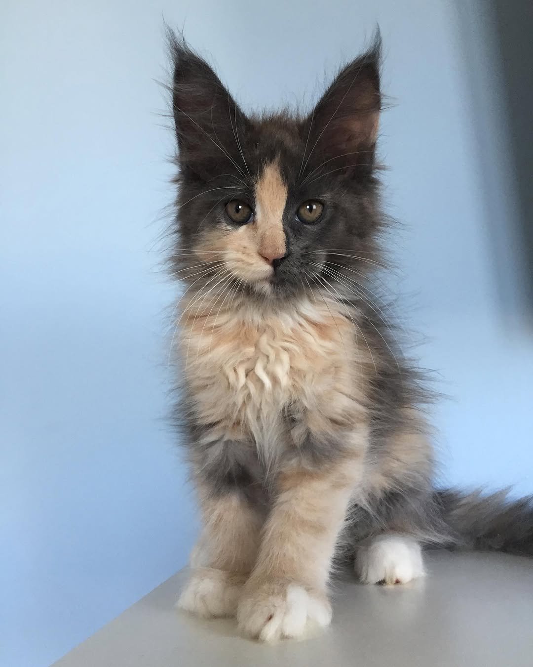 Pepsi - Maine Coon Kitten