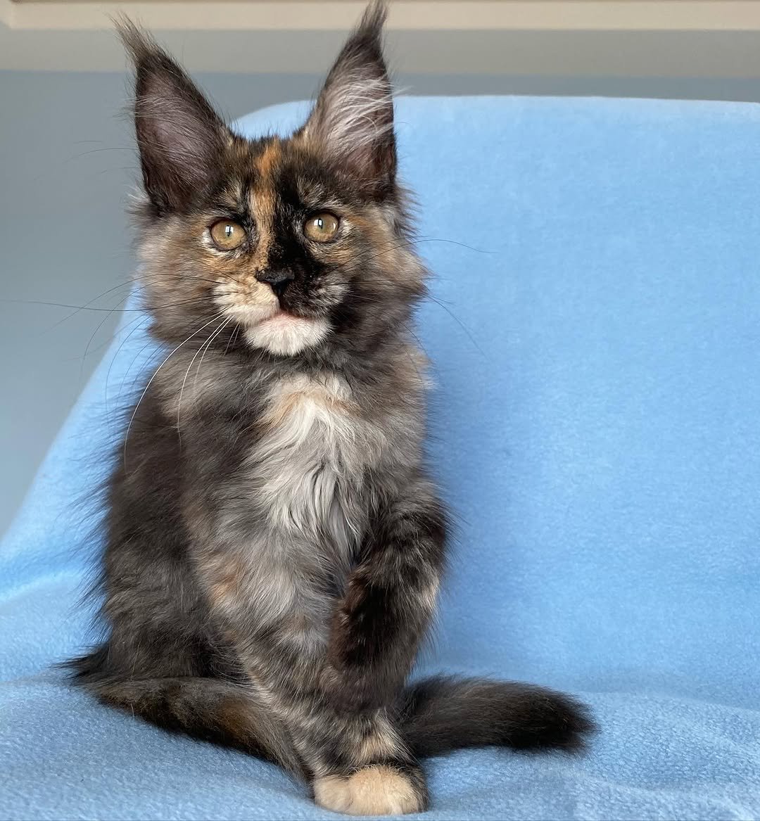 Jake - Maine Coon Kitten