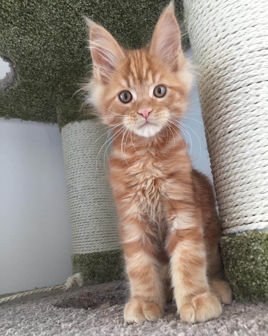 Sam - Maine Coon Kitten