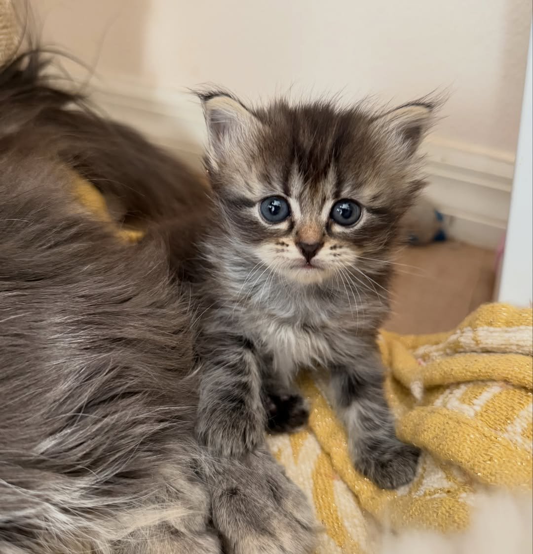 Rose - Maine Coon Kitten